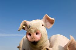 Zwei Schweine vor blauem Himmel