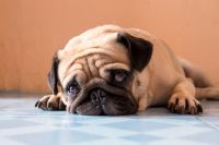 Powbee-Photo | Fotolia